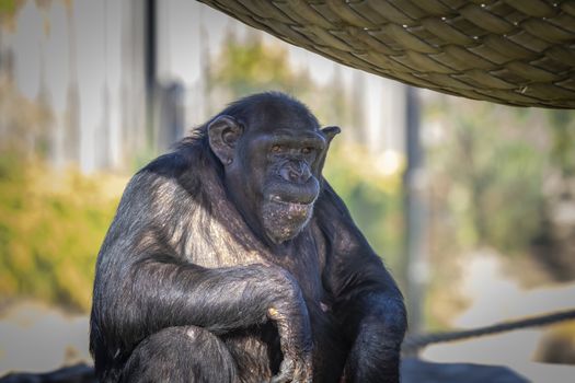 A Chimpanzee resting in the sunshine while looking into the distance