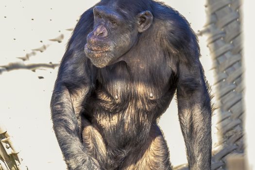 A Chimpanzee resting in the sunshine while looking into the distance