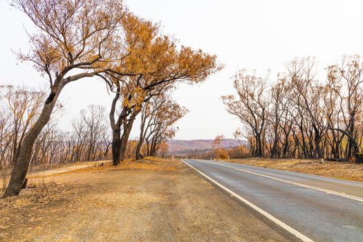 A road surrounded by burnt gum trees due to bushfire in The Blue Mountains in Australia