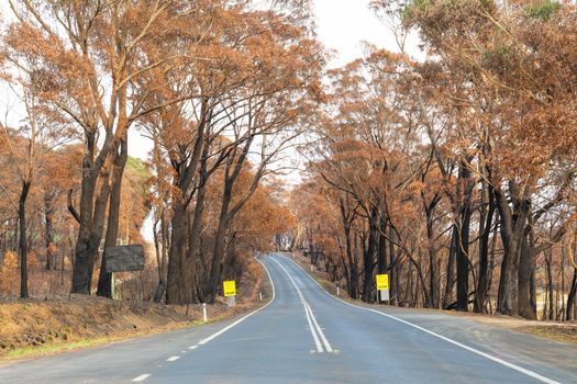 A road surrounded by burnt gum trees due to bushfire in The Blue Mountains in Australia