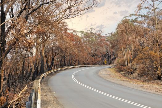 A road surrounded by burnt gum trees due to bushfire in The Blue Mountains in Australia