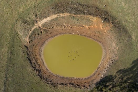 Ducks swimming in a dry agricultural irrigation dam in regional Australia