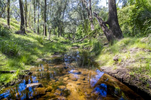 A creek running through a forest of green trees in the sunshine in regional Australia