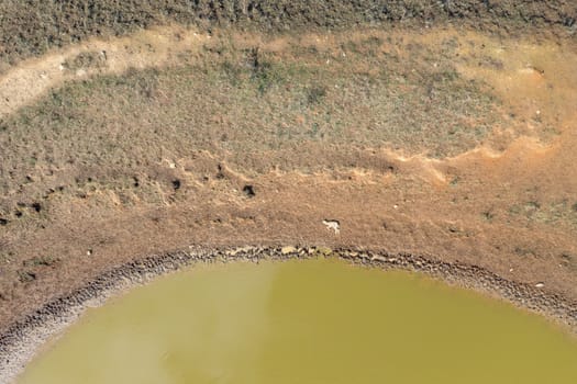 A dead lamb lying next a dry agricultural irrigation dam in regional Australia