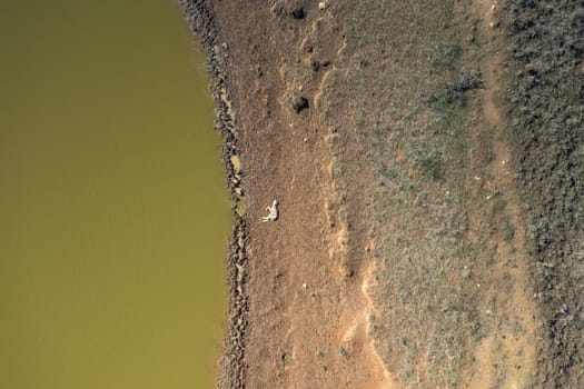 A dead lamb lying next a dry agricultural irrigation dam in regional Australia