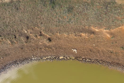 A dead lamb lying next a dry agricultural irrigation dam in regional Australia