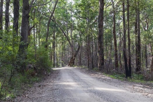 A dirt track in the Wollemi National Park in regional New South Wales in Australia