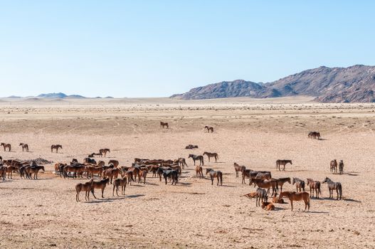 Wild horses of the Namib at Garub near Aus