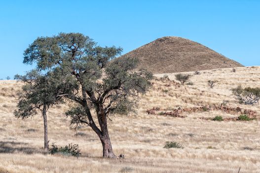 Landscape, with a tree and mountain, at Toekoms in Namib Rand