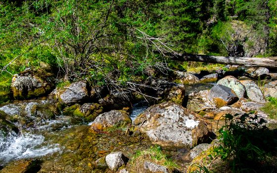Stormy mountain river in the Altai Republic.