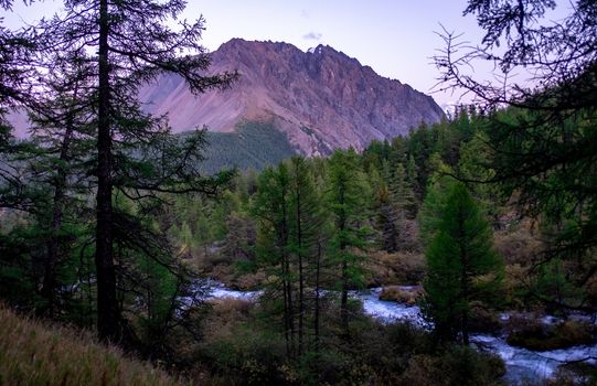 A mountain stream flows through the forest at dusk in the Altai Republic.
