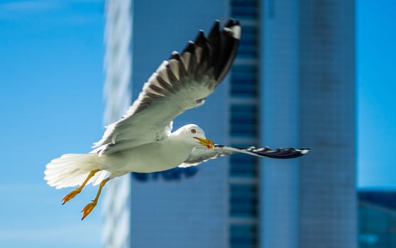 White sea gull in the background of a skyscraper.