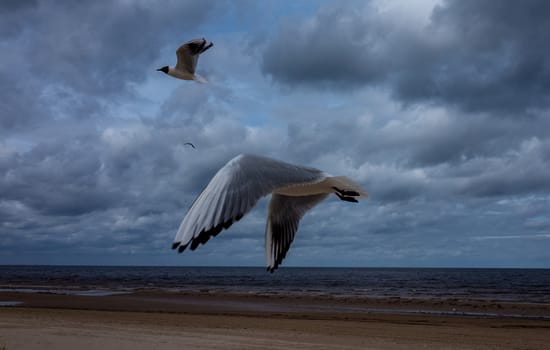 White-blue gull with a black head on a background of cloudy sky.
