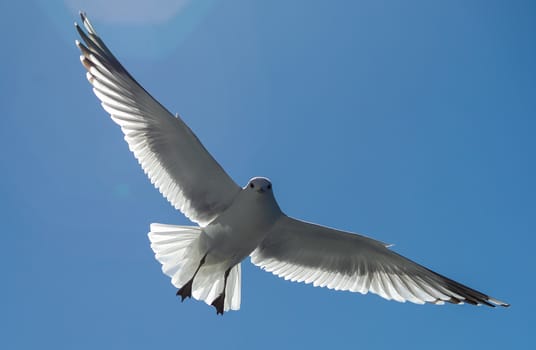 White sea gull in the background of blue sky.