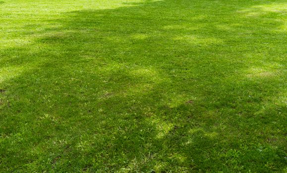 Freshly cut green lawn grass in a city Park on a bright Sunny day.
