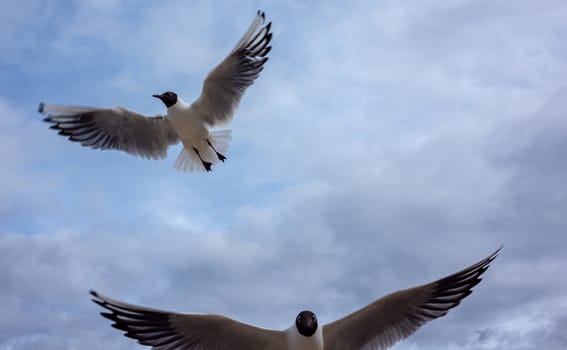 White-blue gull with a black head on a background of cloudy sky.