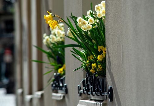 White and yellow daffodils on a window of a house in an old European city.
