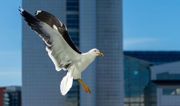 White sea gull in the background of a skyscraper.