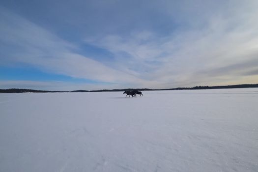 Moose run on an icy lake. Winter and ice on the lake, moose running through the snow.