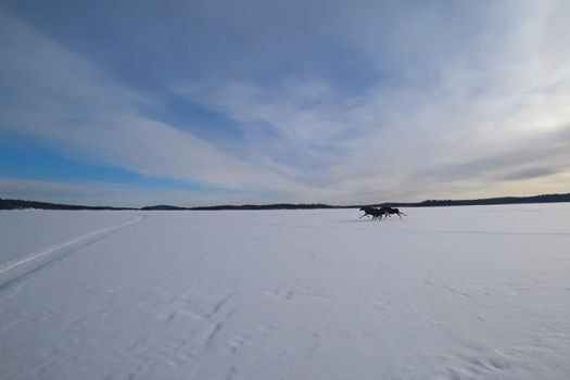 Moose run on an icy lake. Winter and ice on the lake, moose running through the snow.