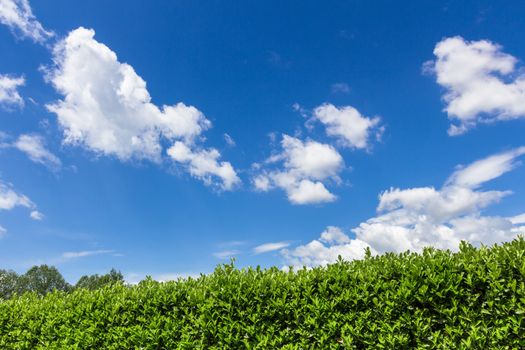 Green bush on bright blue sunny sky background