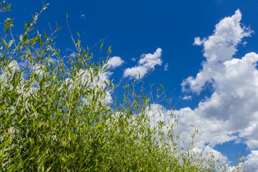 Green tree over a clousy sky. Beauty natural background