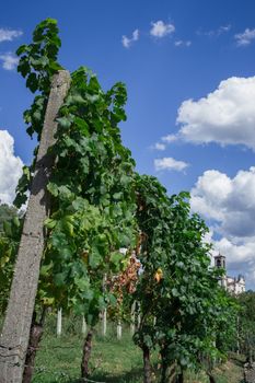 Italian cultivation of vines in the hills.