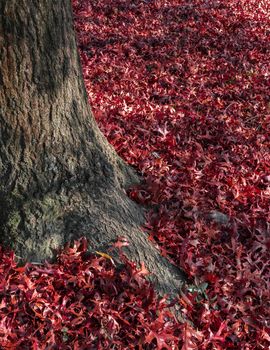 Carpet of fallen red leaves at the foot of a tree.