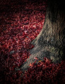 Carpet of fallen red leaves at the foot of a tree.