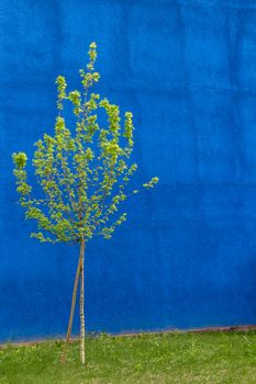 Small tree, isolated on blue backdrop rough.