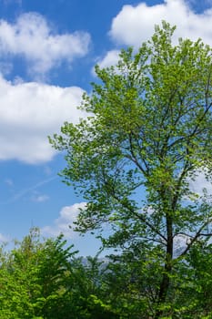 Up view on tree and clouds on blue sky