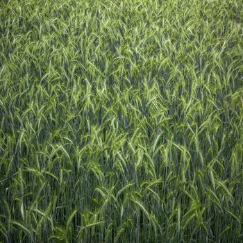 Green wheat ears close-up on the field in ripening period in summertime