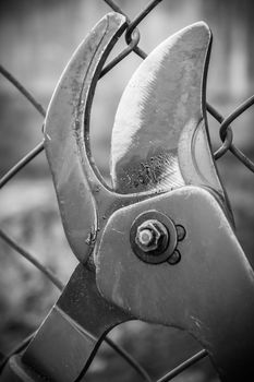 Close up of heavy metal bolt clipper cutting fence, blurred background.