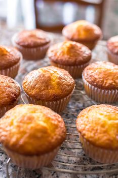 Batch of homemade freshly baked cupcakes or muffins cooling on a wire rack in the kitchen in a close up view with selective focus. Defocused blurry background.