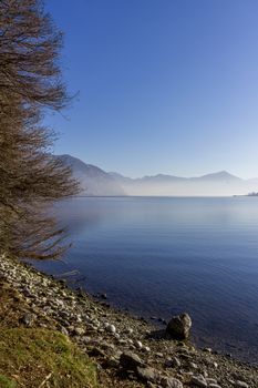 Panoramic view of a tree by the lake, on a winter day.