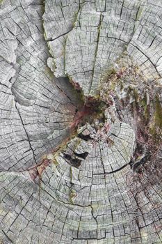 An old tree trunk cut with ax.