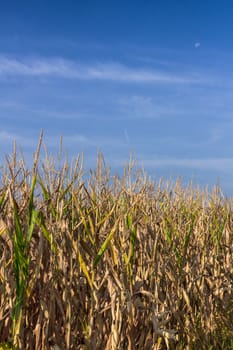 Vertical shot of a wheat field with blue sky in the background.