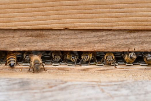 Close up of bees, apis mellifera, on a wooden beehive in a UK garden