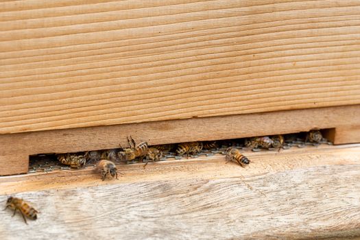 Close up of bees, apis mellifera, on a wooden beehive in a UK garden