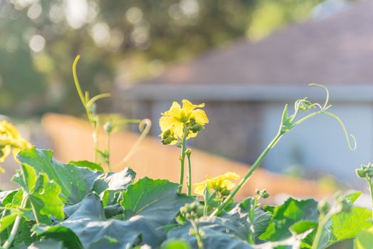 Vigorous Luffa plant grow on pergola at organic backyard garden near Dallas, Texas, America. Blooming yellow flowers of tropical Sponge gourd vines with natural bee pollination