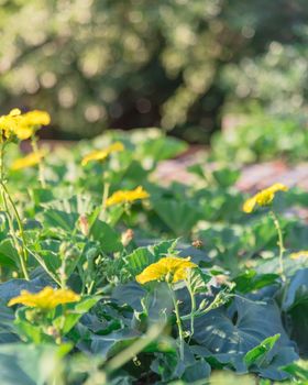 Blooming yellow flowers on Luffa (Sponge gourd) plant growing on pergola with blurry large tree foliage in background. Tropical plant cultivated at organic backyard garden near Dallas, Texas, America