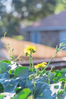 Blossom Luffa (Sponge gourd) tropical vines growing on pergola with blurry bungalow house in background. Tropical plant cultivated at organic backyard garden near Dallas, Texas, USA