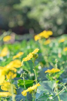 Blooming yellow flowers on Luffa (Sponge gourd) plant growing on pergola with blurry large tree foliage in background. Tropical plant cultivated at organic backyard garden near Dallas, Texas, America