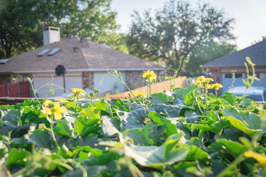 Blossom Luffa (Sponge gourd) tropical vines growing on pergola with blurry bungalow house in background. Tropical plant cultivated at organic backyard garden near Dallas, Texas, USA