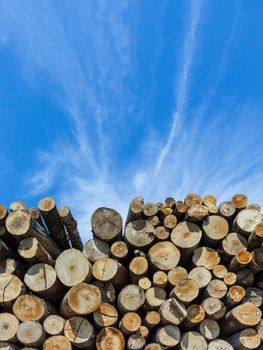 Forest pine trees log trunks felled by the logging timber industry