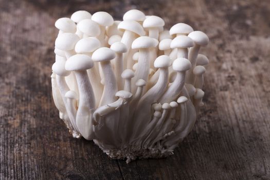 closeup of shimeji mushrooms
