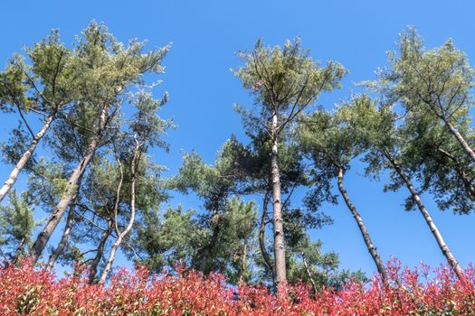 Italy. Evergreen Mediterranean trees with clear sky in the background. Bottom view.