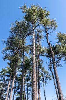 Italy. Evergreen Mediterranean trees with clear sky in the background. Bottom view.