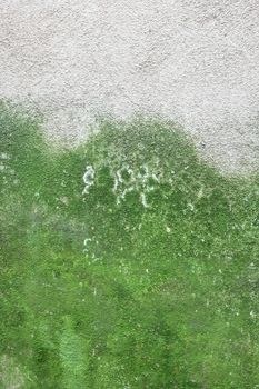 Mold and green moss on dirty concrete wall texture