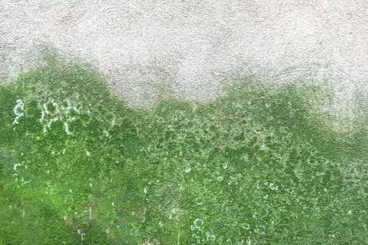 Mold and green moss on dirty concrete wall texture